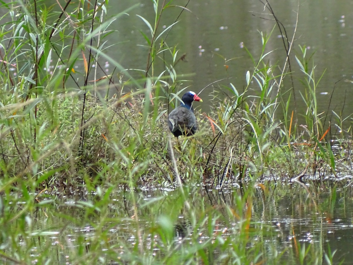 Purple Gallinule - ML97527441