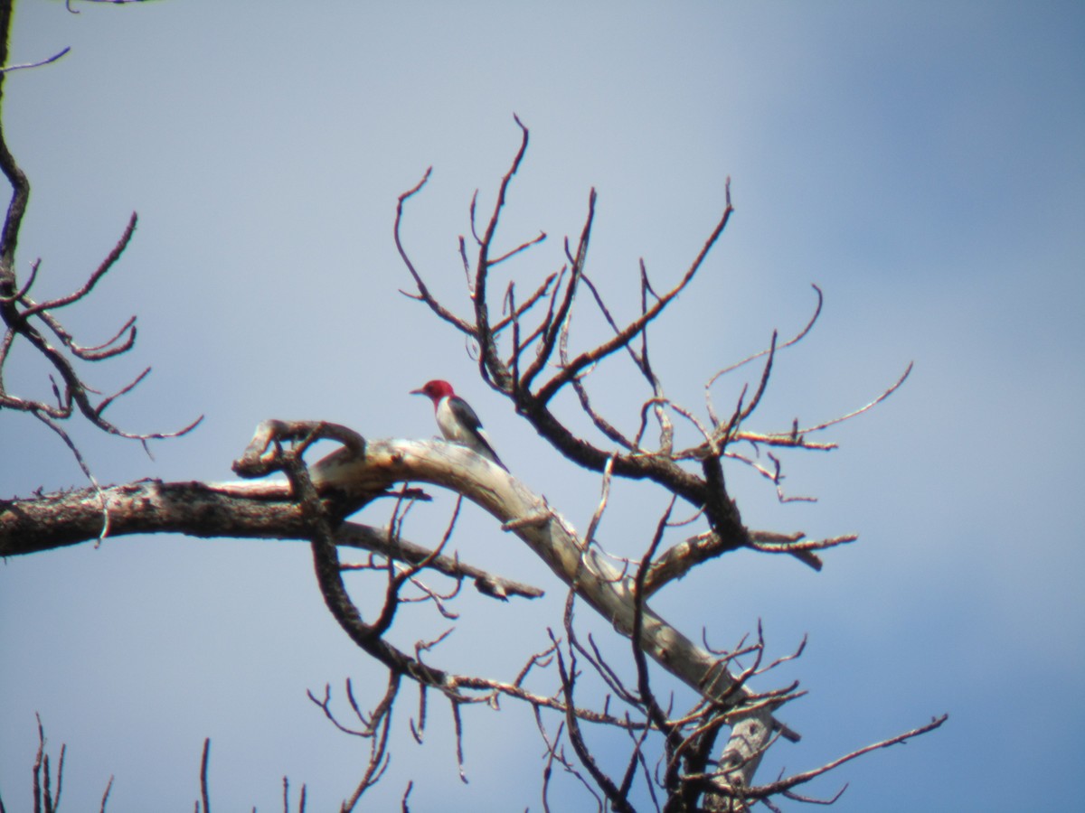 Red-headed Woodpecker - ML97527871
