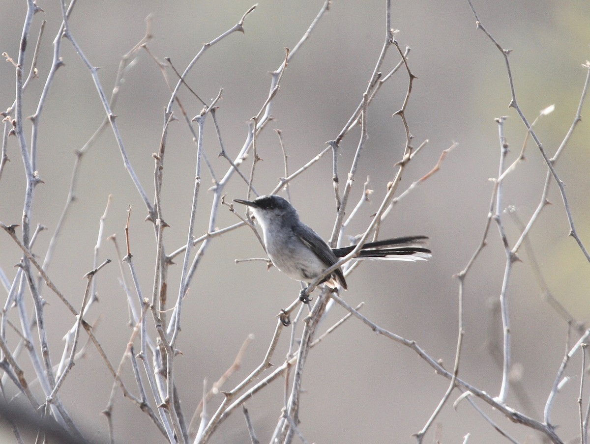 Black-capped Gnatcatcher - ML97528151