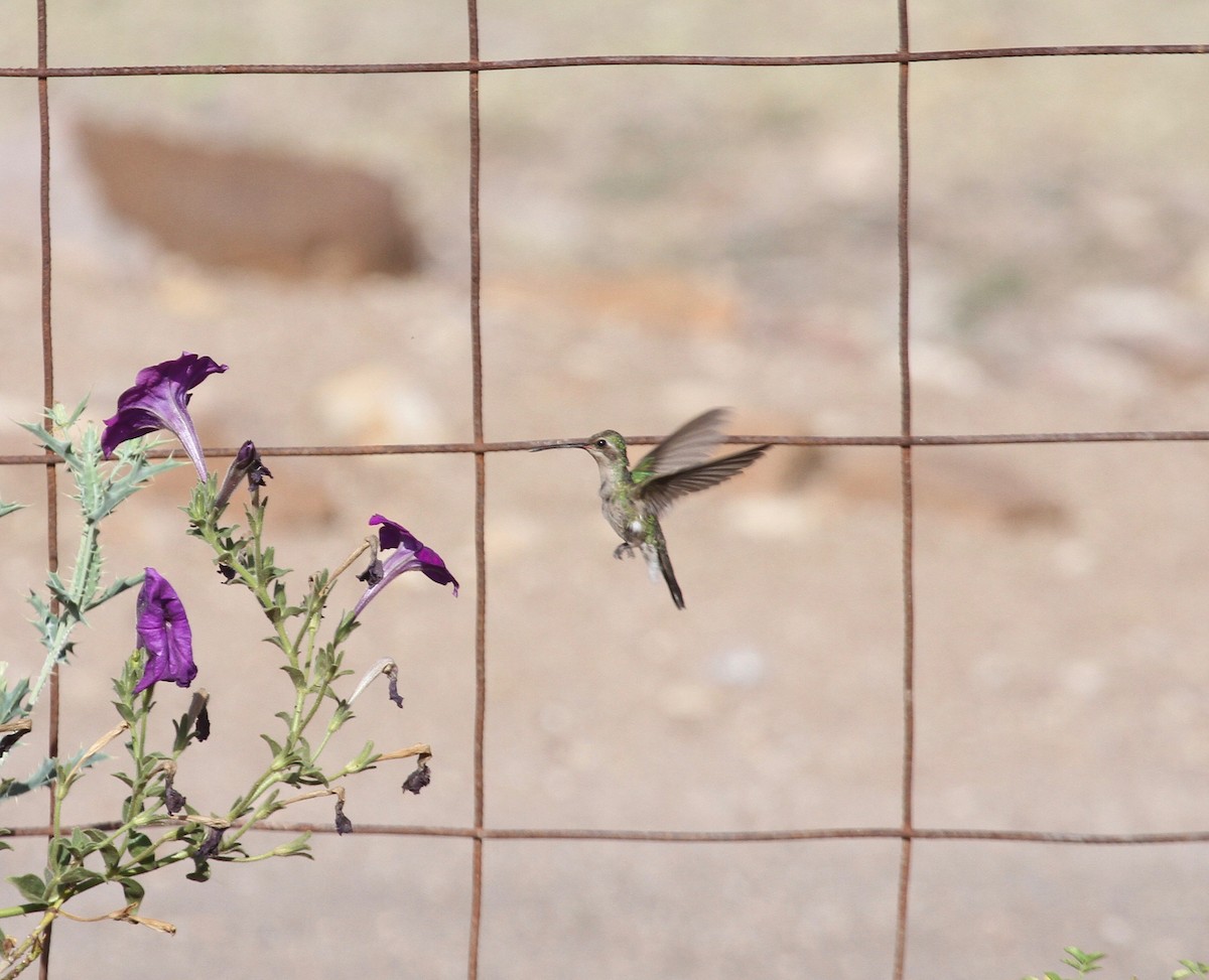 Broad-billed Hummingbird - ML97528201
