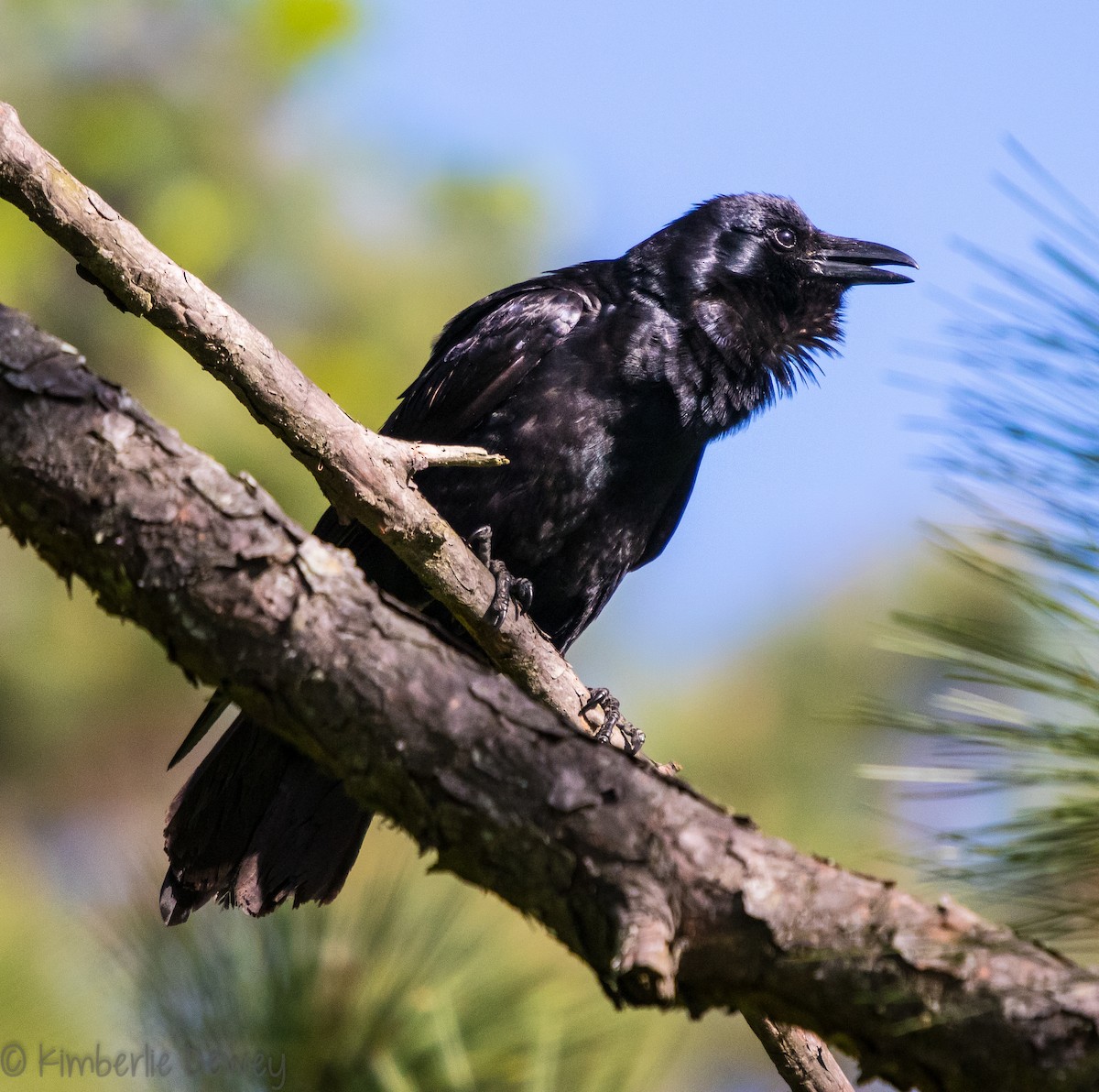 Fish Crow - ML97528431