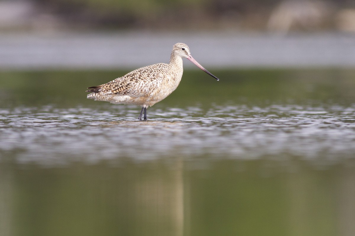 břehouš velký - ML97528471