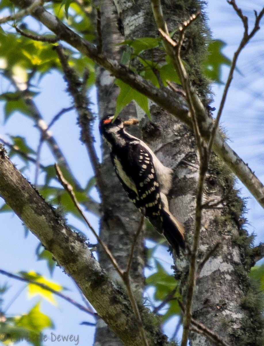 Hairy Woodpecker - ML97529521