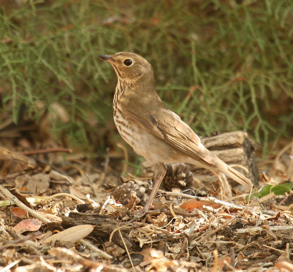 Swainson's Thrush - ML97529971