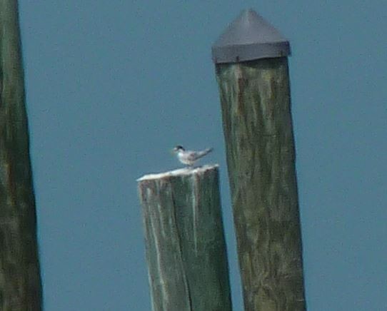 Least Tern - Bill Pranty