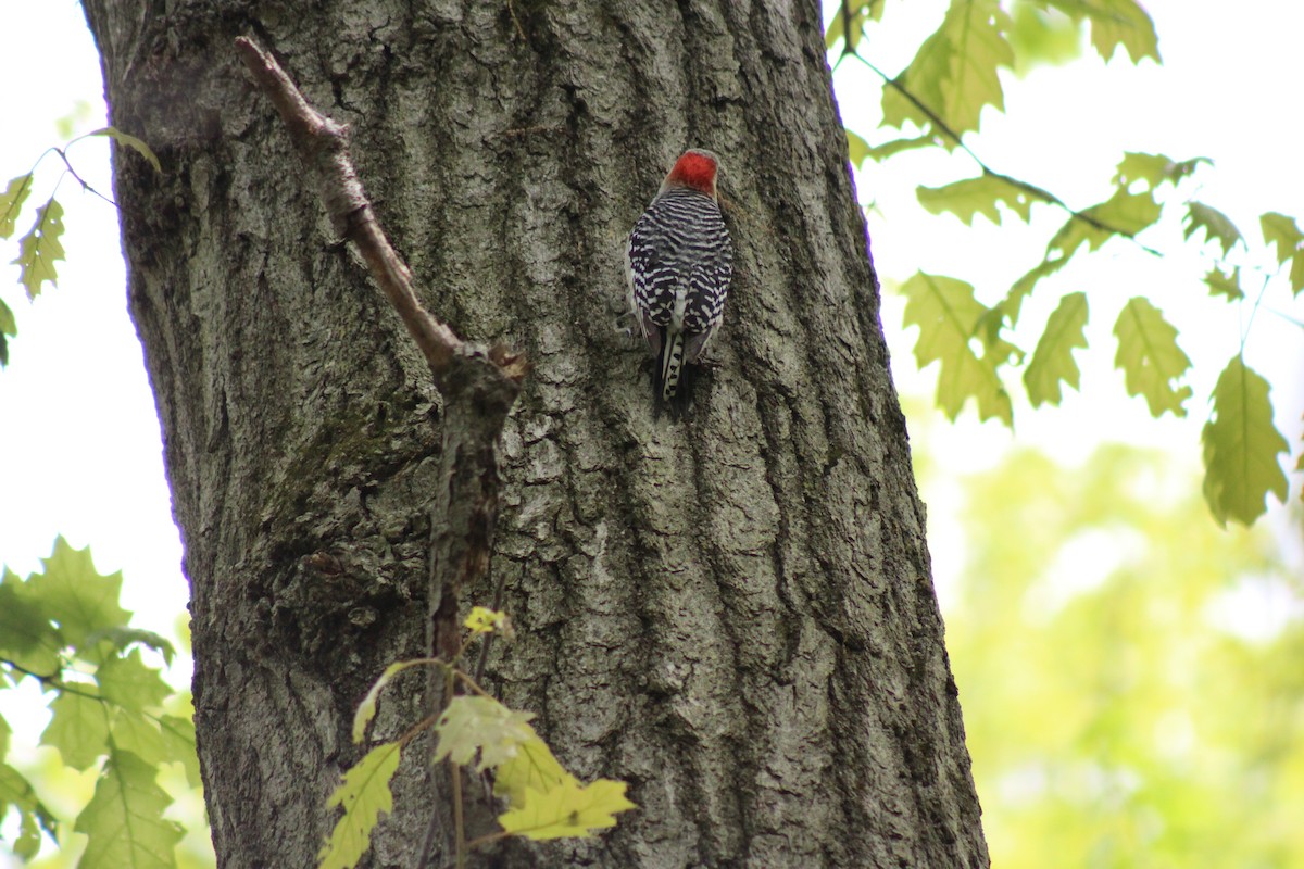 Red-bellied Woodpecker - ML97532181