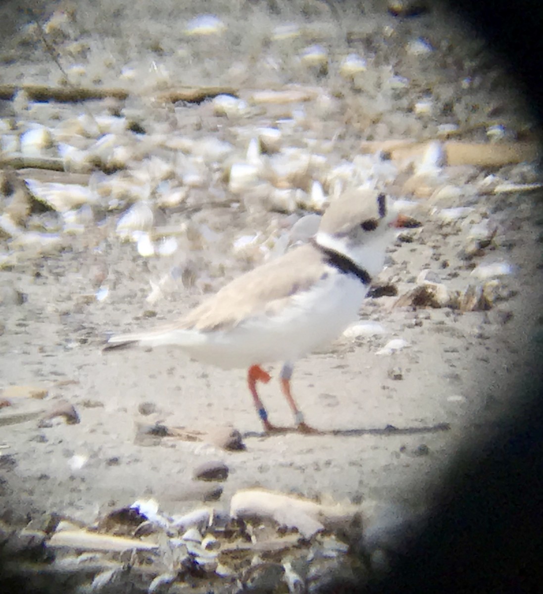 Piping Plover - ML97534031