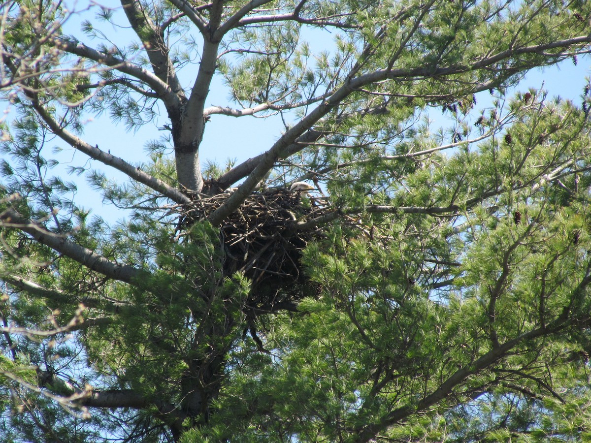 Bald Eagle - ML97534411