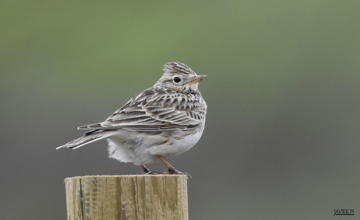 Eurasian Skylark - Javier Pi Vallina