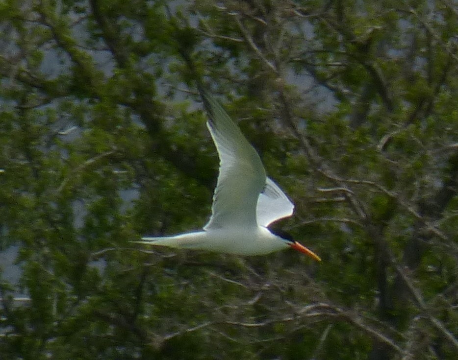 Elegant Tern - Terry Rosenmeier