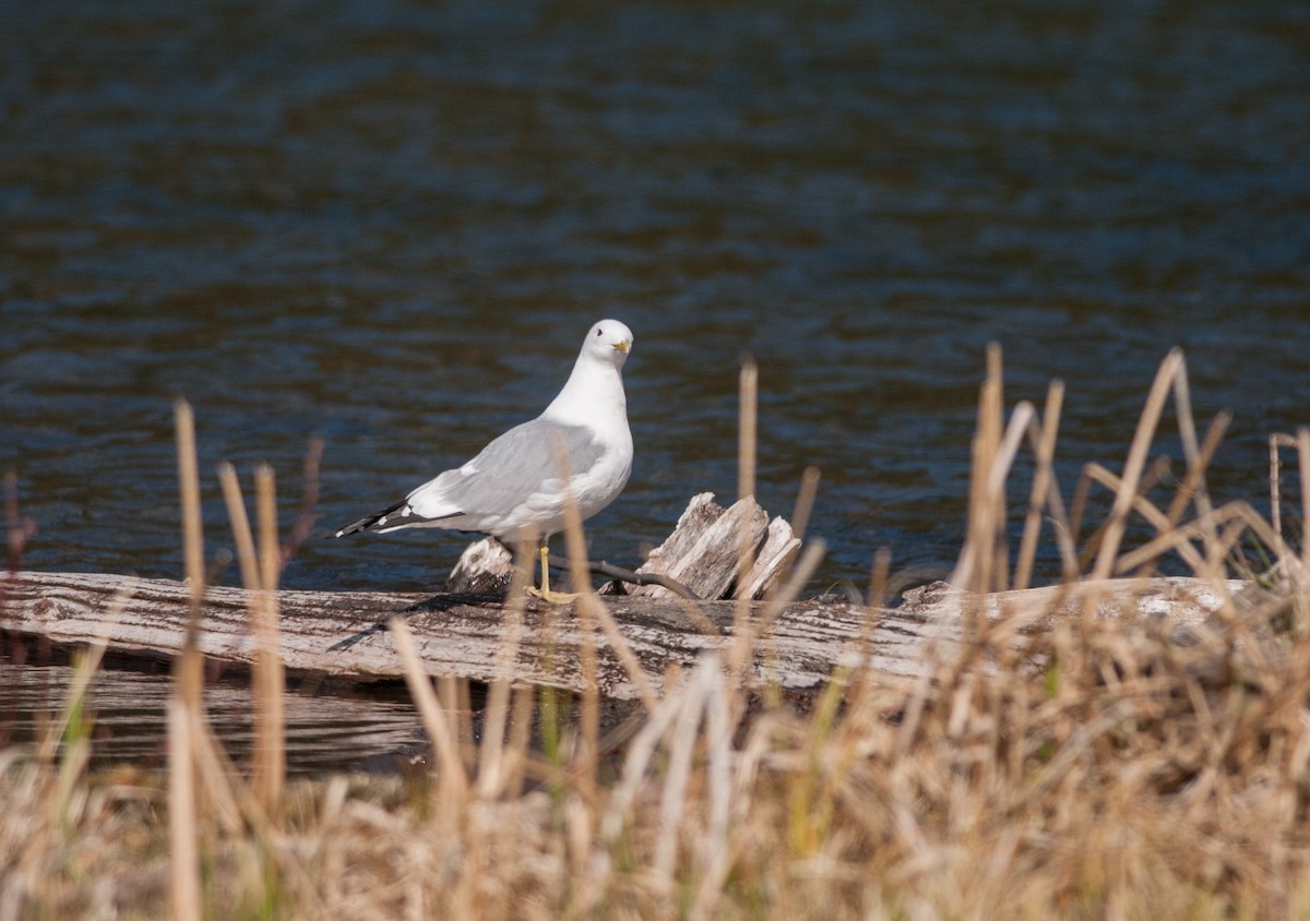 Short-billed Gull - ML97534821