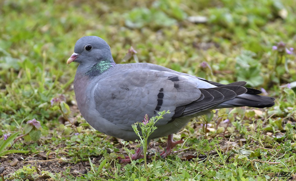 Stock Dove - ML97534861