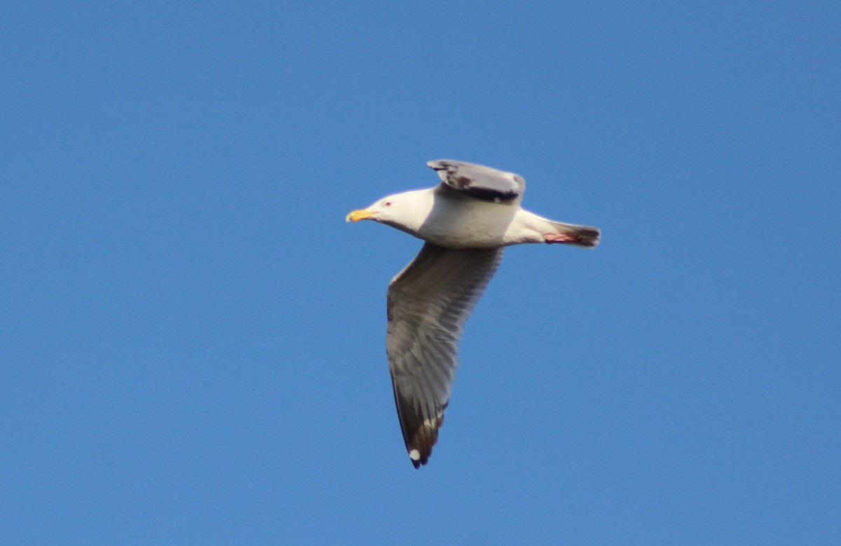 Herring Gull - Doug Hegenauer