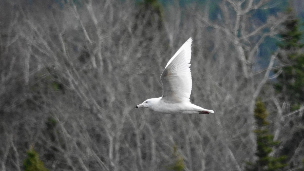 Glaucous Gull - ML97539131