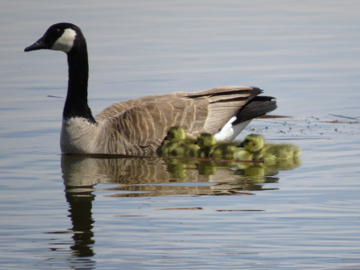 Canada Goose - ML97539251