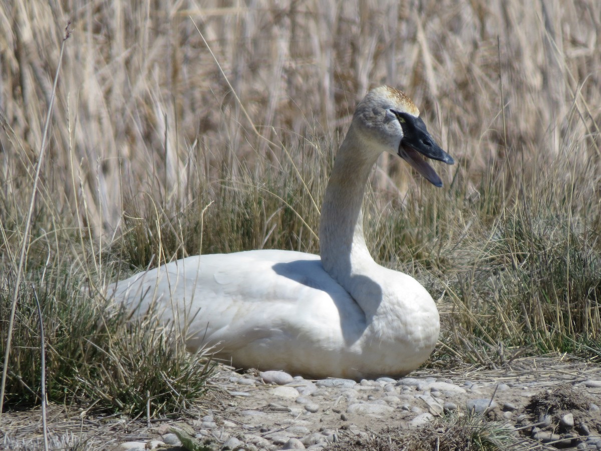 Tundra Swan - ML97539371