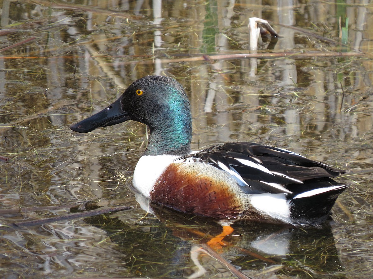 Northern Shoveler - ML97540011