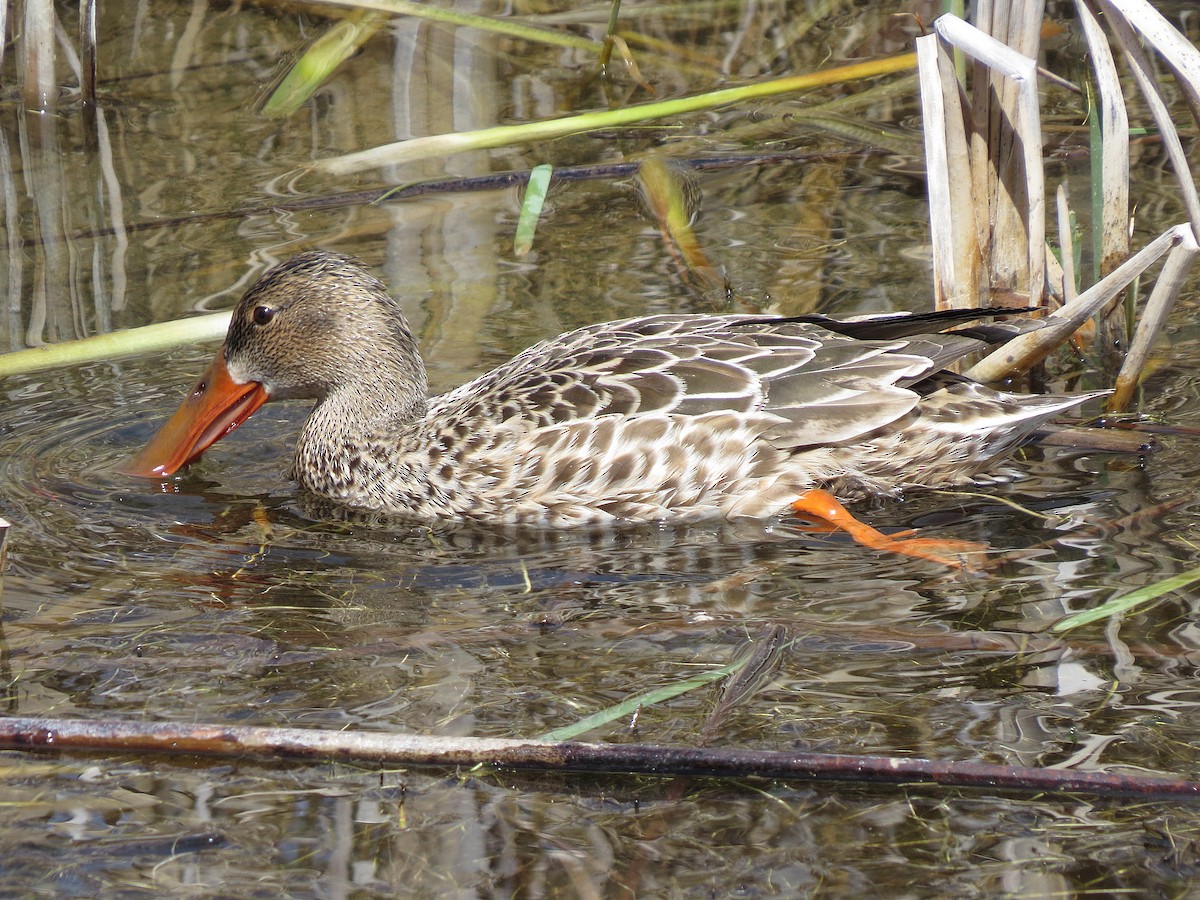 Northern Shoveler - ML97540041