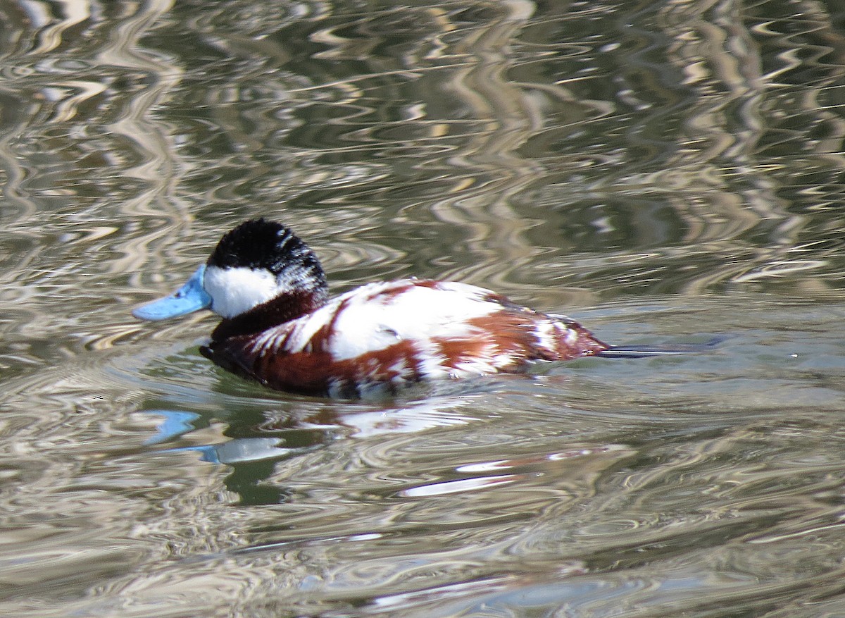 Ruddy Duck - ML97540171