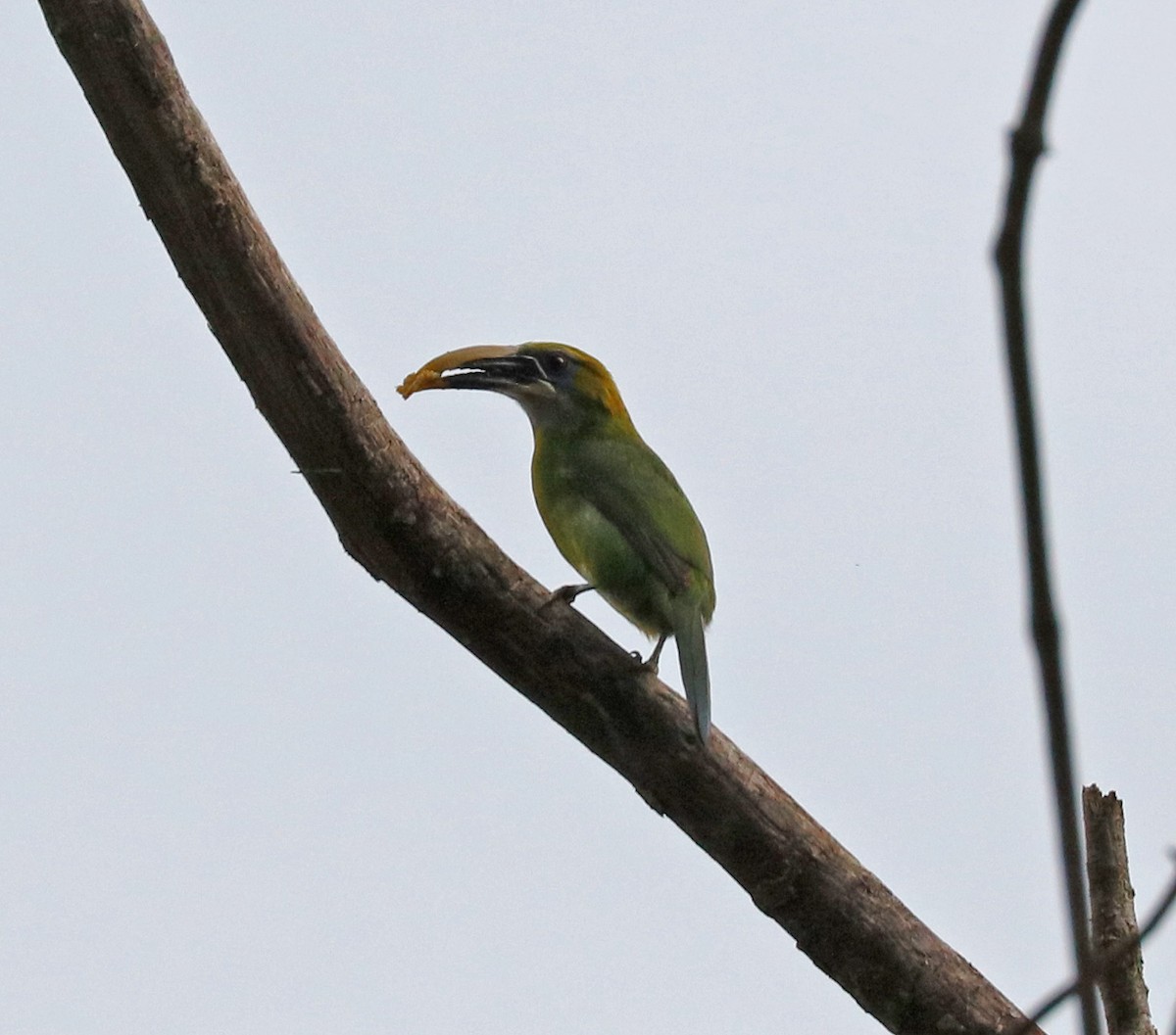 Groove-billed Toucanet - ML97540741