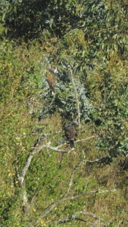 Harris's Hawk - ML97541671