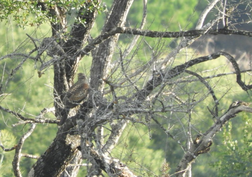 Harris's Hawk - ML97542331