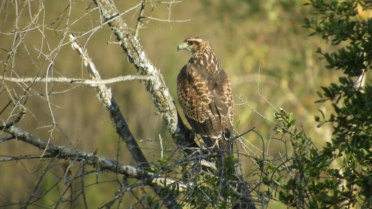 Harris's Hawk - ML97542401