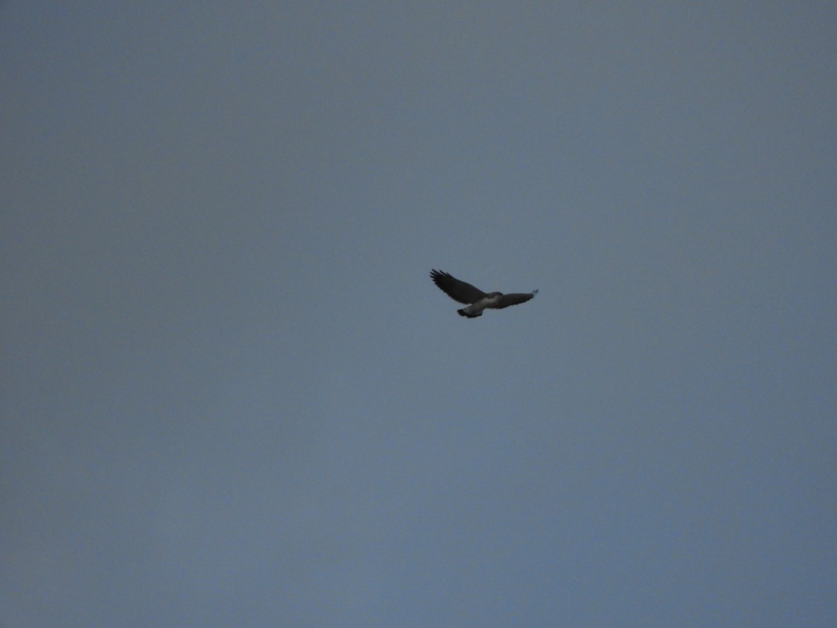 Variable Hawk - ML97542561