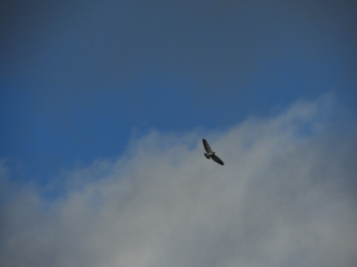 Variable Hawk - ML97542621