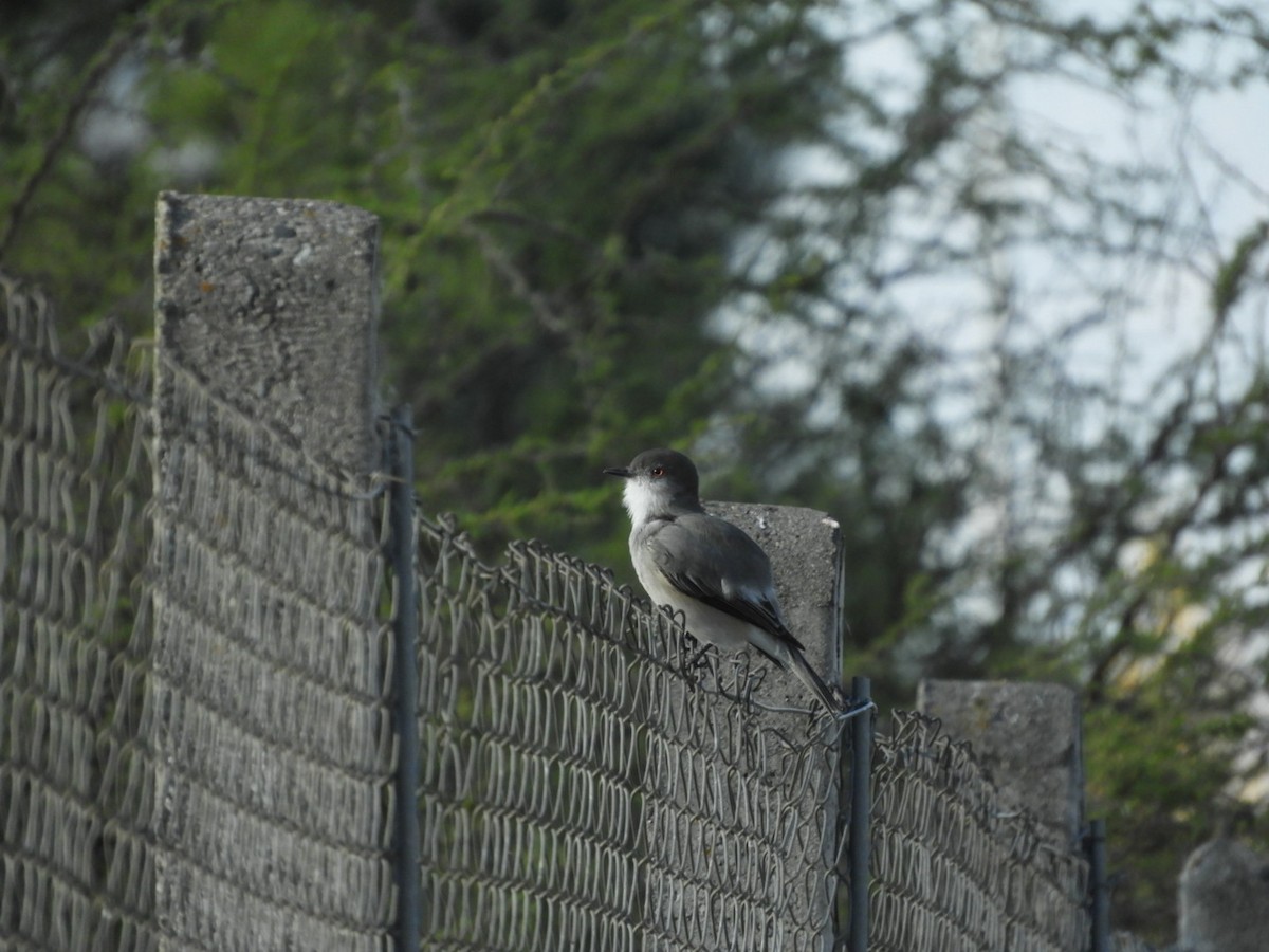 Fire-eyed Diucon - ML97543101