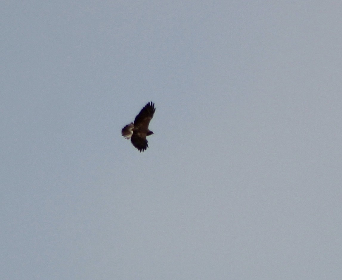 Swainson's Hawk - ML97543331
