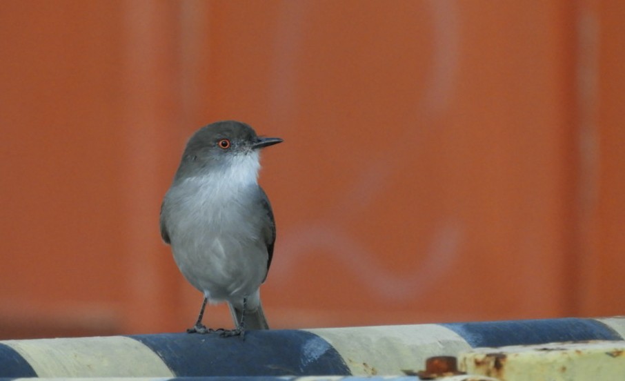 Fire-eyed Diucon - ML97543531