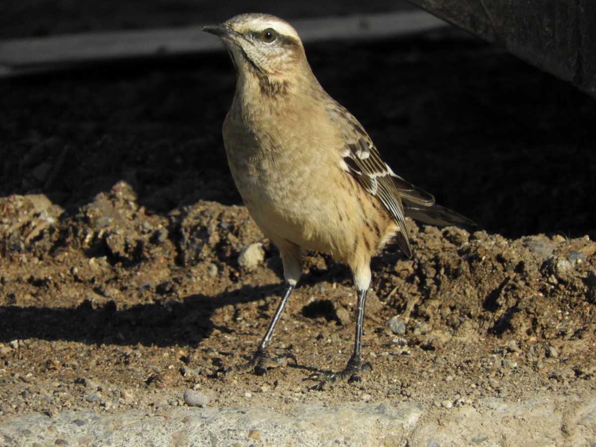 Chilean Mockingbird - ML97543621