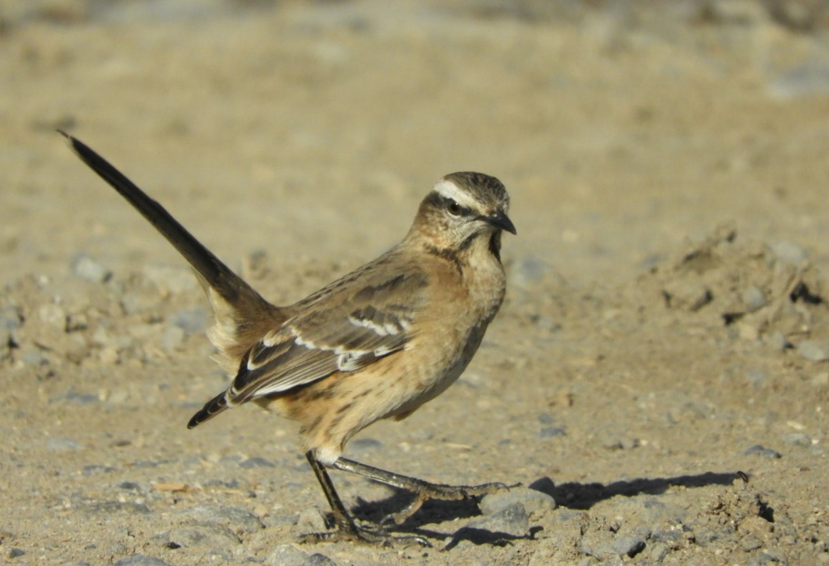 Chilean Mockingbird - ML97543821