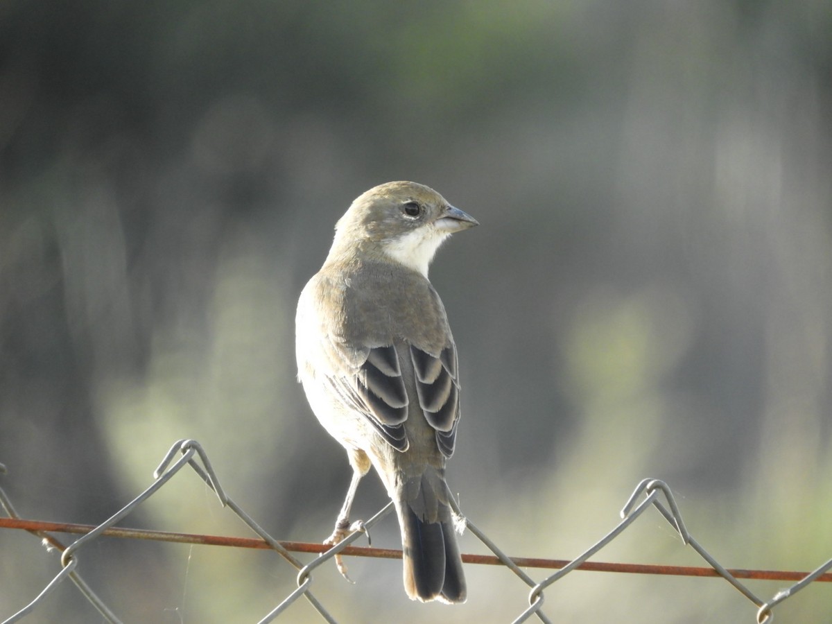 Diuca Finch - ML97543961