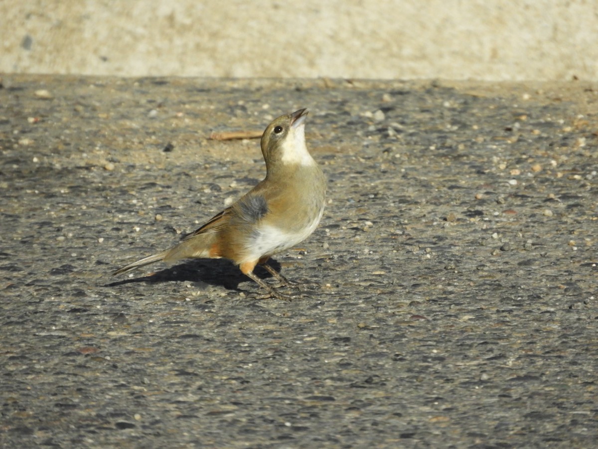 Diuca Finch - ML97544031