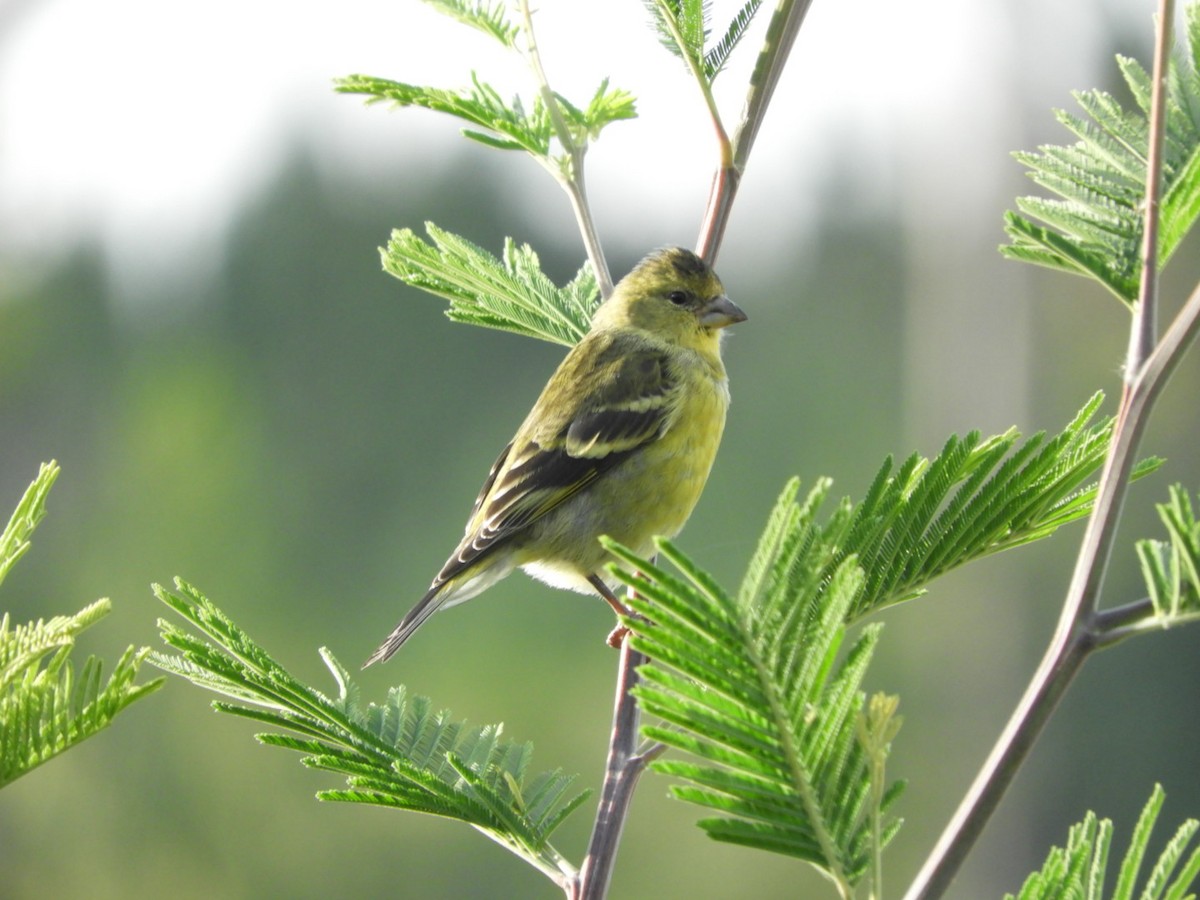Black-chinned Siskin - ML97544081