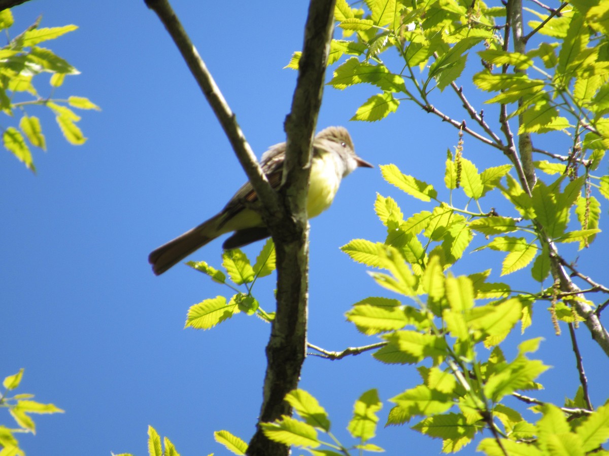 Great Crested Flycatcher - Tom Seador