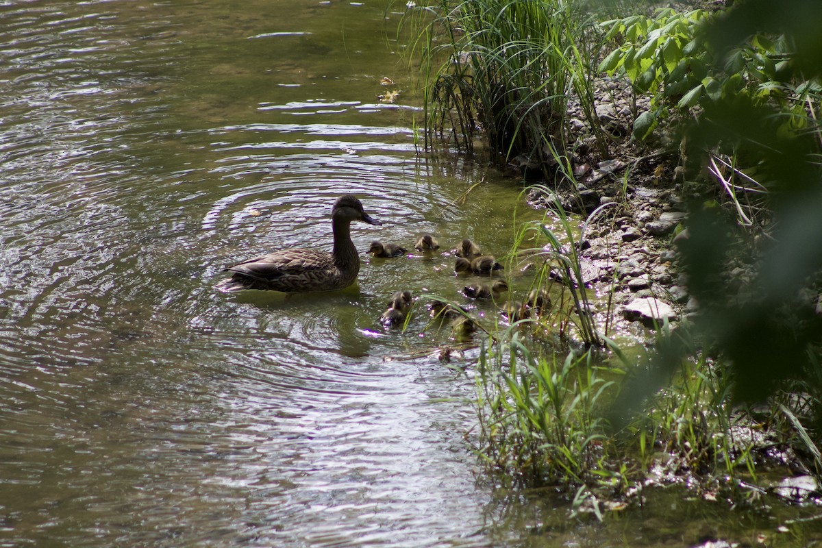 Mallard - ML97544491