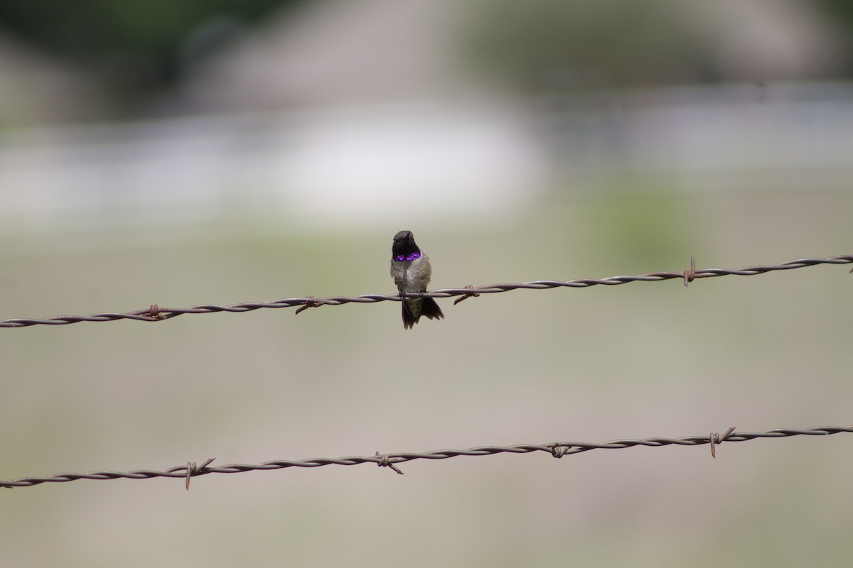 Black-chinned Hummingbird - ML97544571