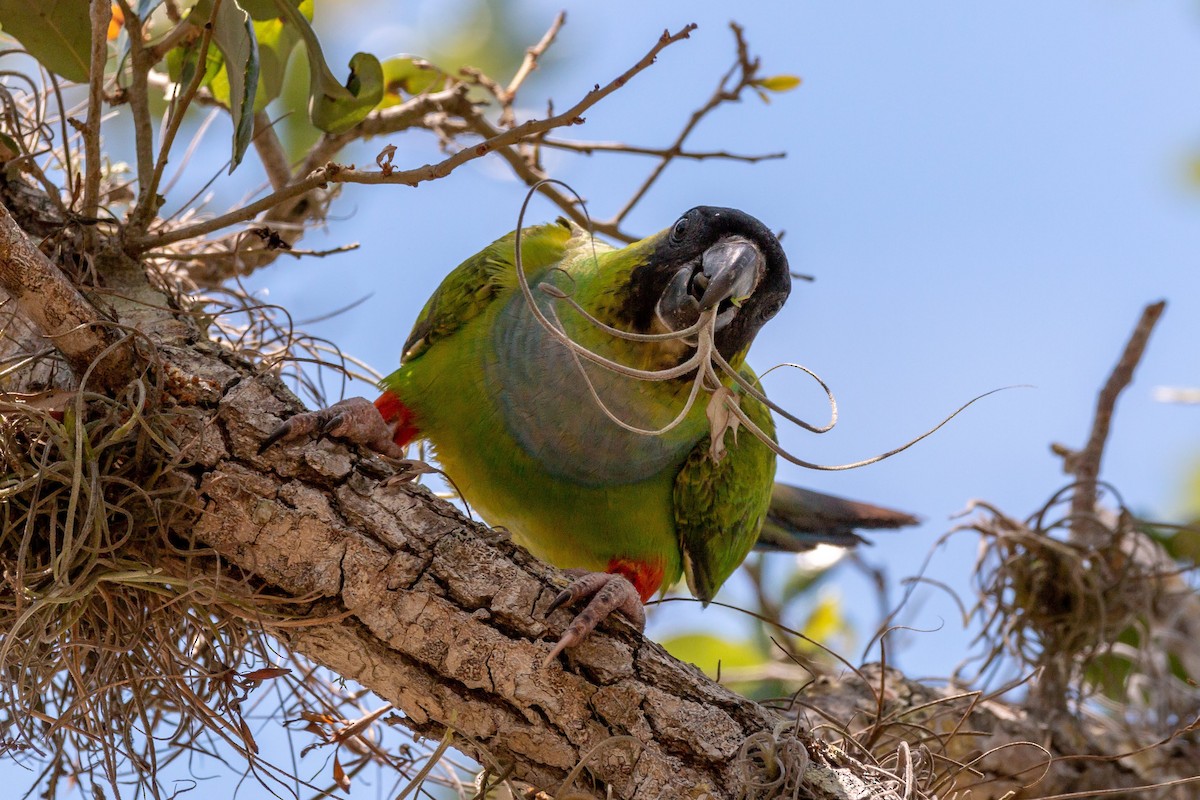 クロガミインコ - ML97544821