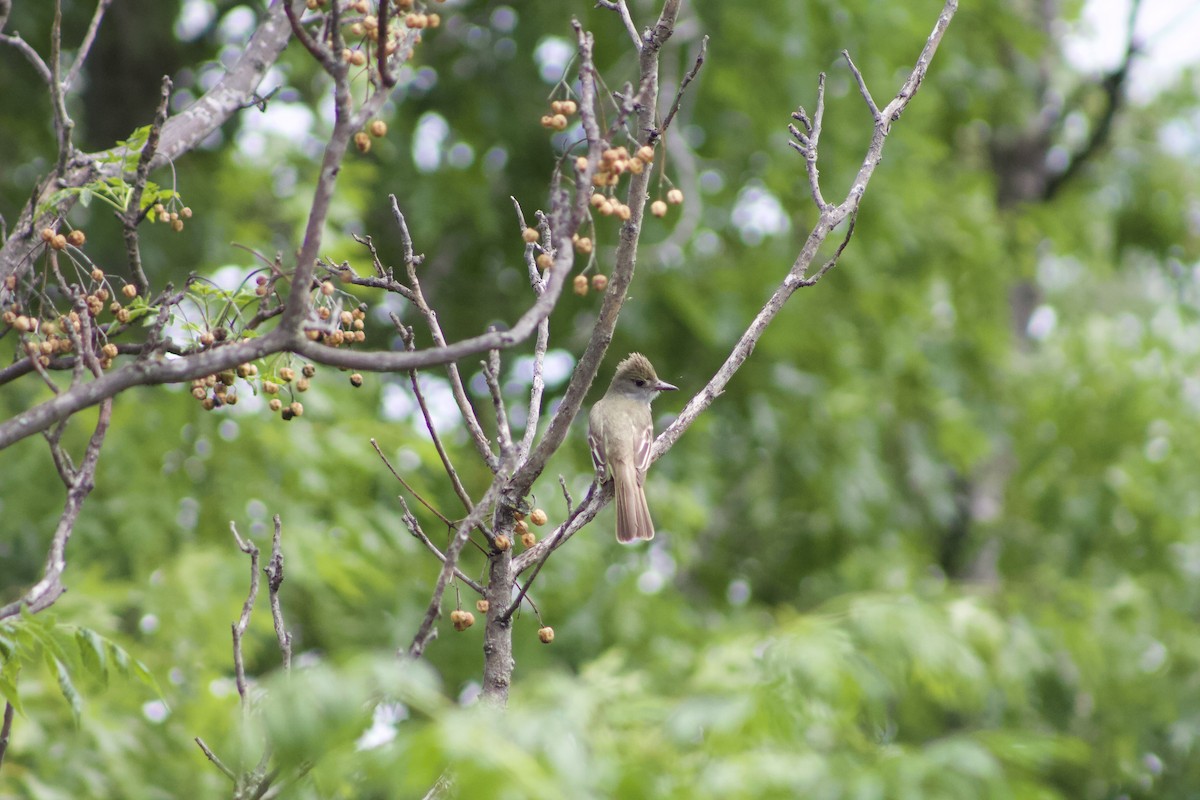 Great Crested Flycatcher - ML97544881