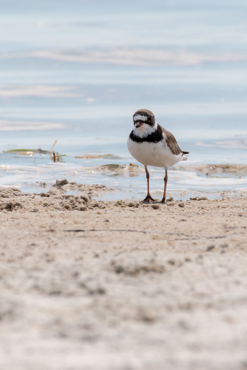 Semipalmated Plover - Ryan Vogel