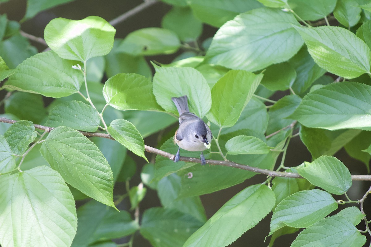 Tufted Titmouse - ML97544951