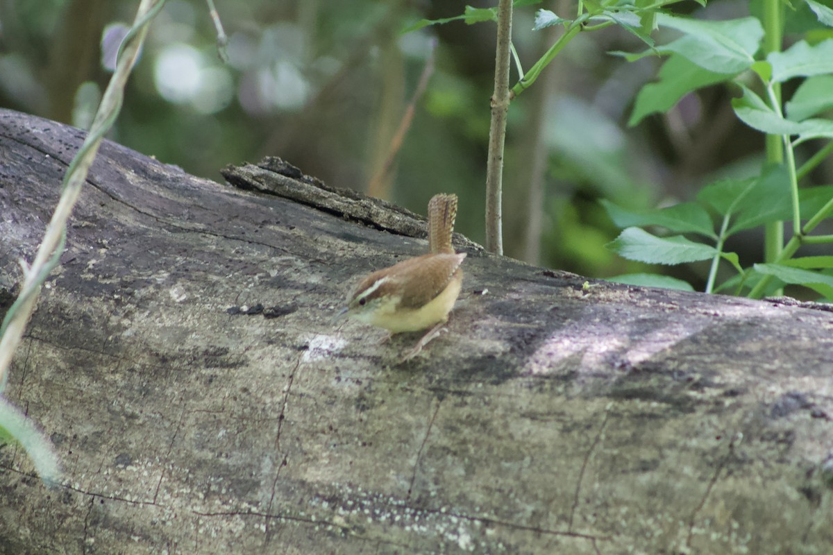 Carolina Wren - ML97545051