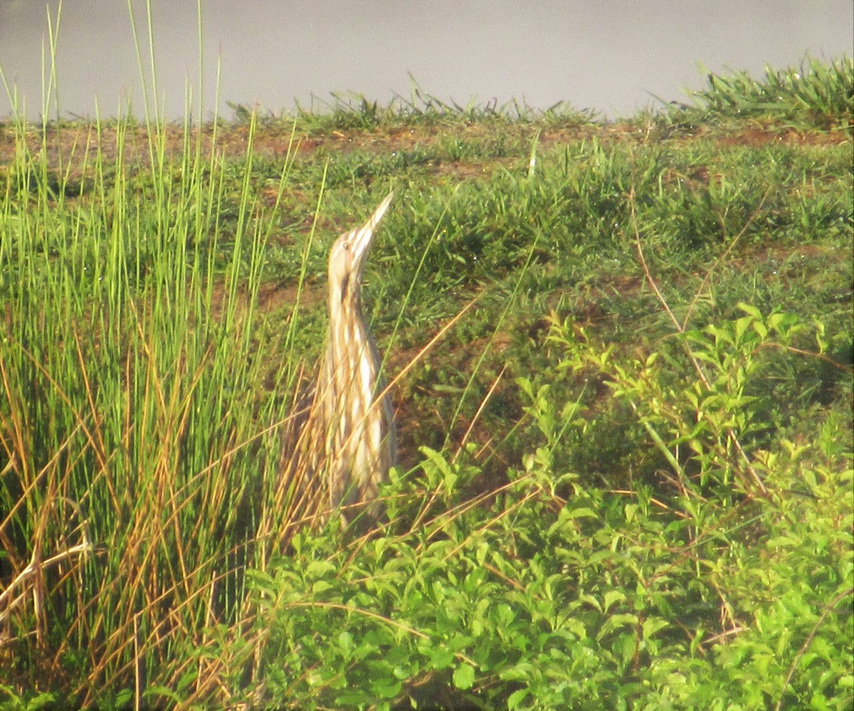 American Bittern - ML97546181