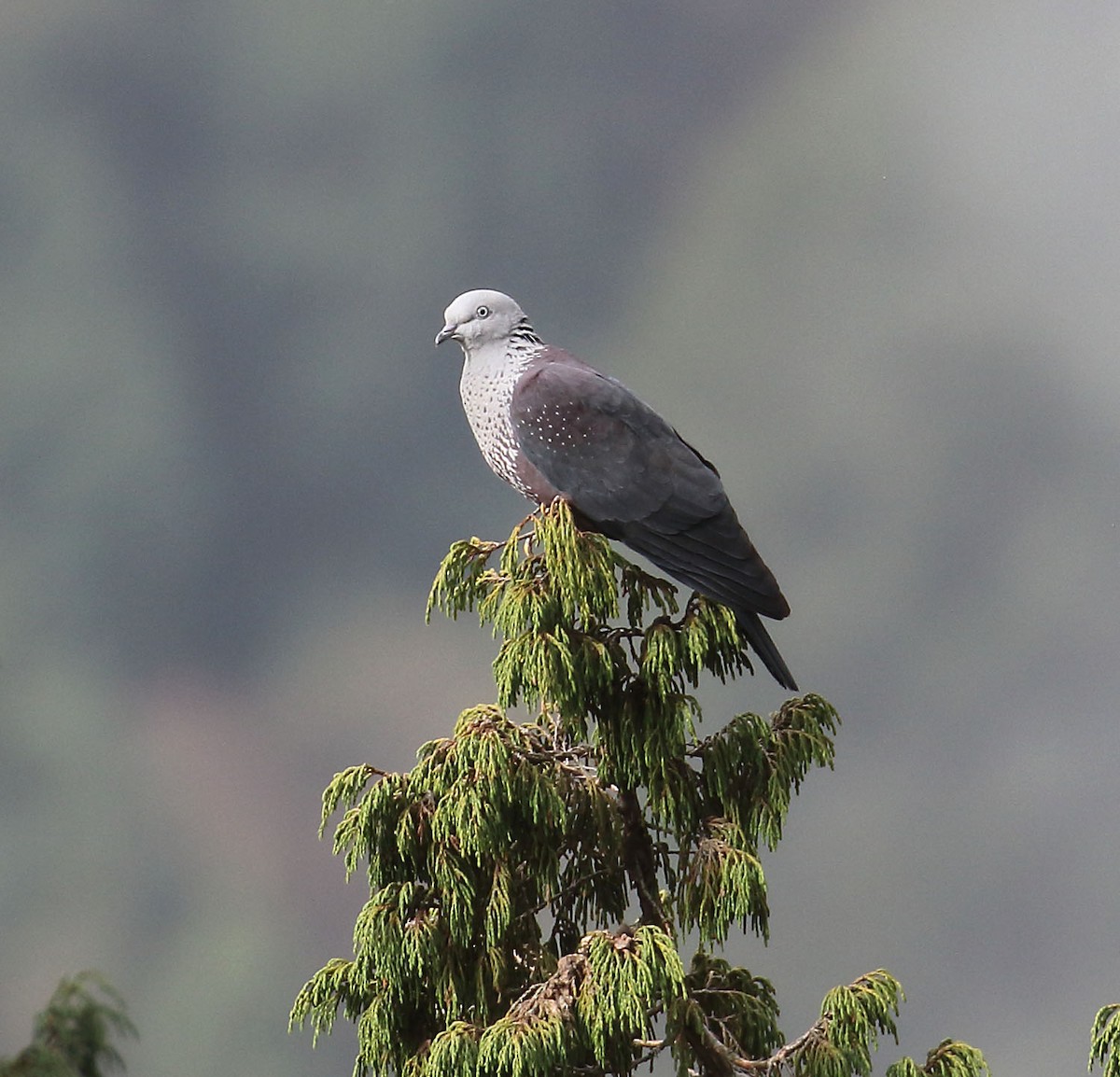 Speckled Wood-Pigeon - Myles McNally