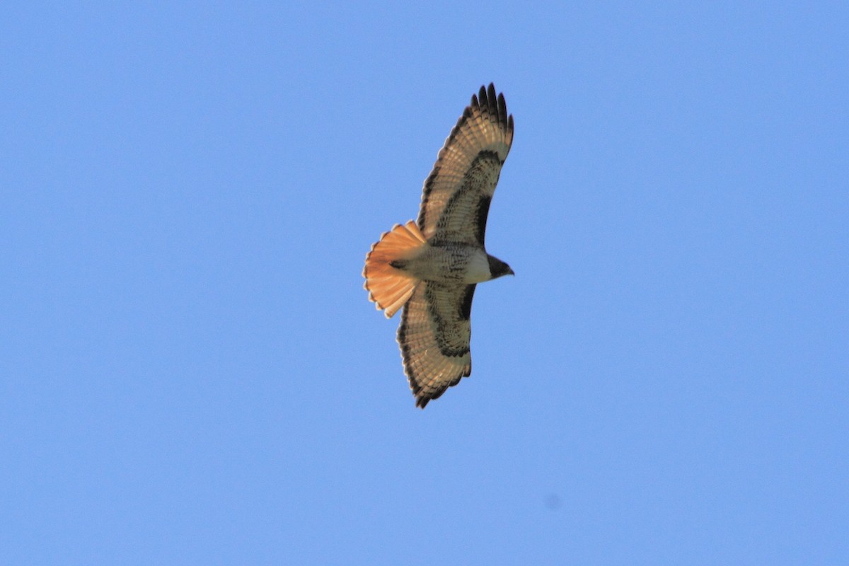 Red-tailed Hawk - ML97547591