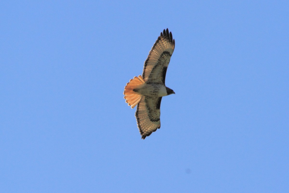 Buse à queue rousse - ML97547591