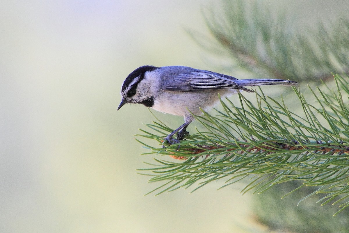 Mountain Chickadee - ML97548061